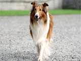 Lassie, in 2005 film Lassie