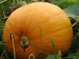 Pumpkin