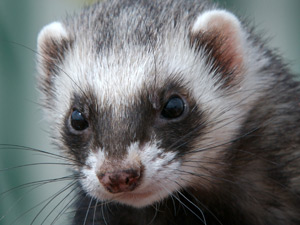 Ferret