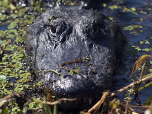 Alligator