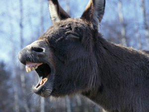 Donkey
