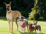 Marmaduke