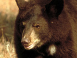 Black Bear