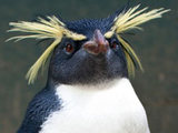 Ricky the Penguin