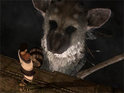 Development of The Last Guardian is proceeding at a fast pace, claims source.