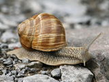 A snail