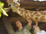 Hamley the giraffe from Wild at Heart