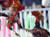 Two cocks fight