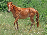 A Horse