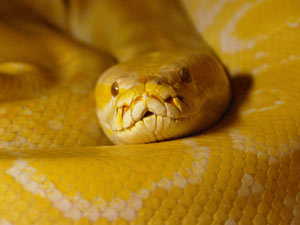 Burmese python