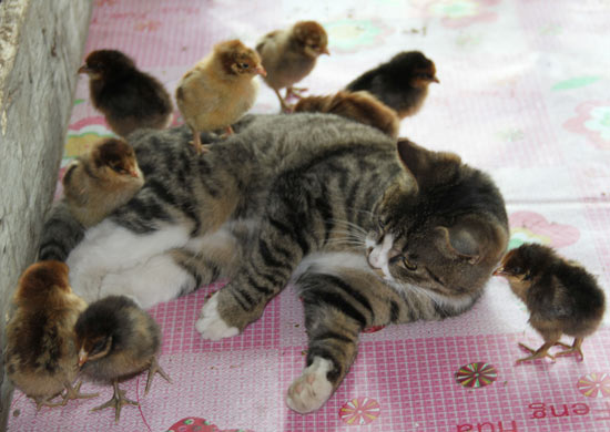 Chickens And Cats