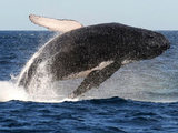 A whale