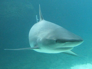 A Shark