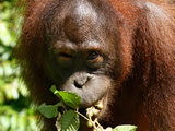 Orangutan at the zoo
