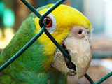 Parrot