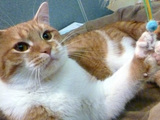 Daniel the polydactyl cat