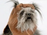 Volkswagen advert, dogs