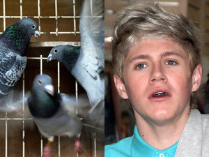 niall horan, phobia