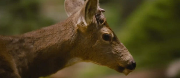 Twilight Breaking Dawn part 2 teaser trailer