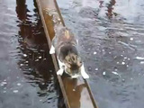 Cat/water YouTube video