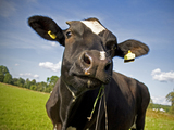 Black and white dairy cow