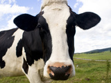 Black and white cow