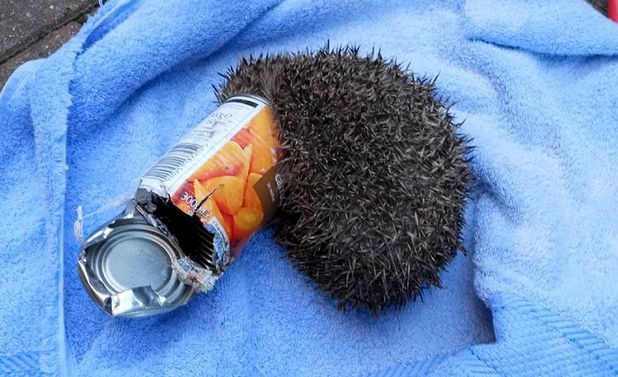 Hedgehog Gets Head Stuck In Tin Of Carrots General Chat