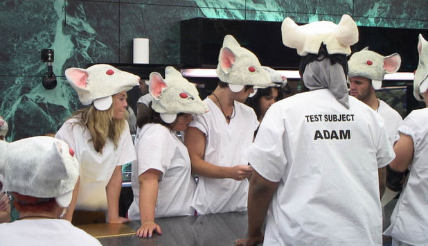 The rat lab task