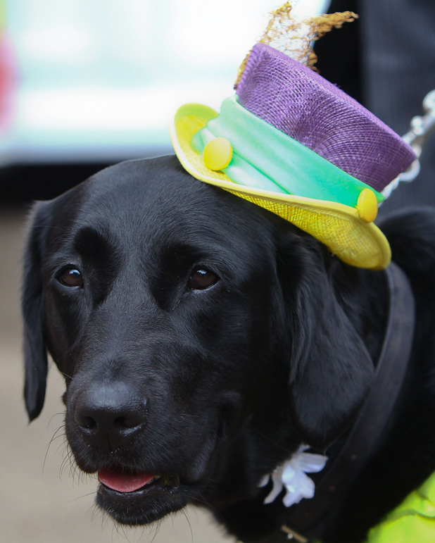 A labrador