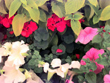 Summer Bedding Petunias And Pelargoniums
