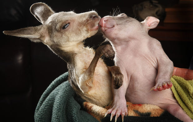 Orphans Anzac the kangaroo joey and Peggy the wombat joey share a pouch.