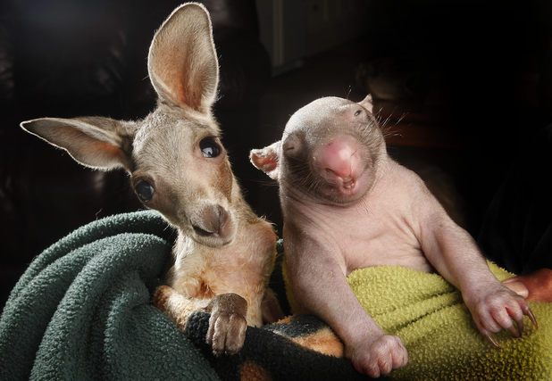 Orphans Anzac the kangaroo joey and Peggy the wombat joey share a pouch.