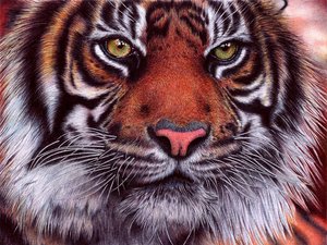 Ballpoint pen art by Samuel Silva