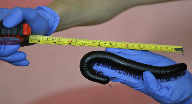A millipede