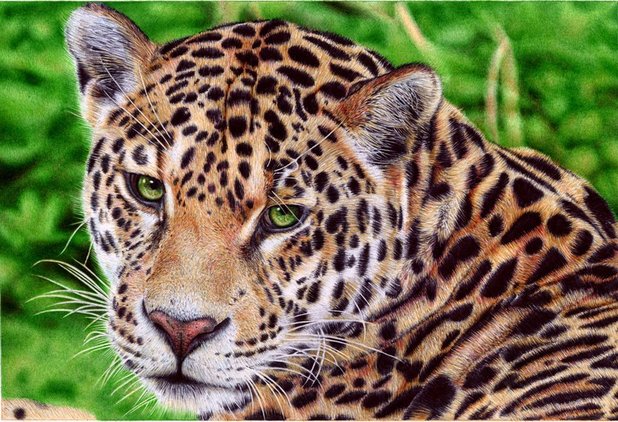 'Jaguar'