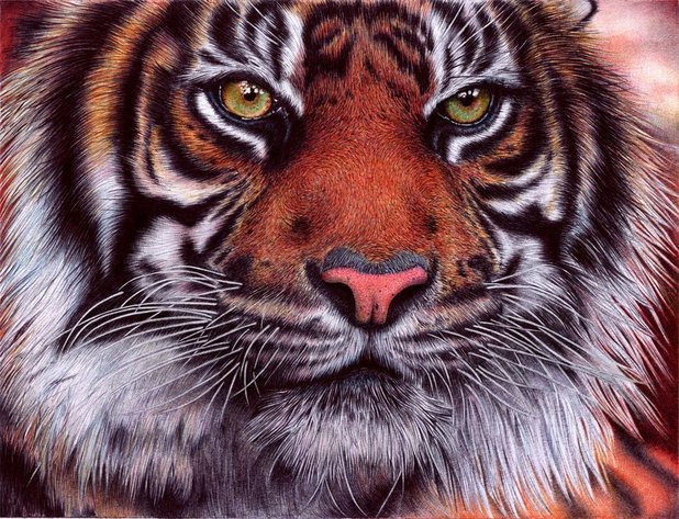 'Tiger'