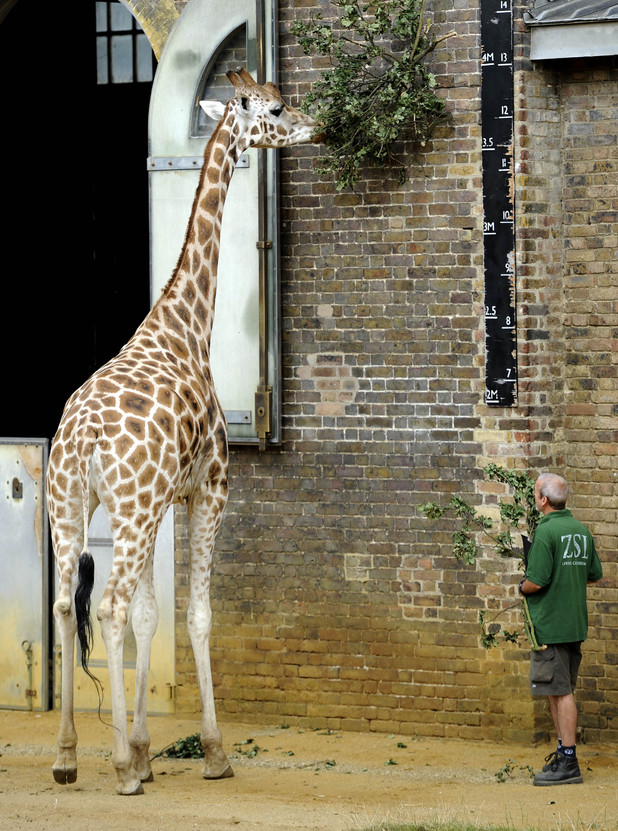 A giraffe 