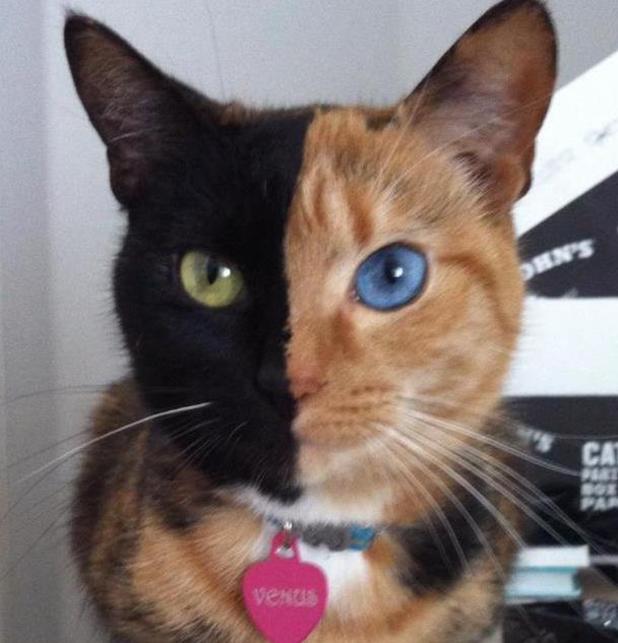 odd_siamese_coloured_cat_2.jpg