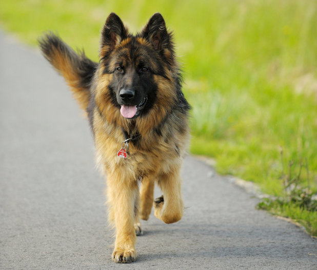 German Shepherd dog