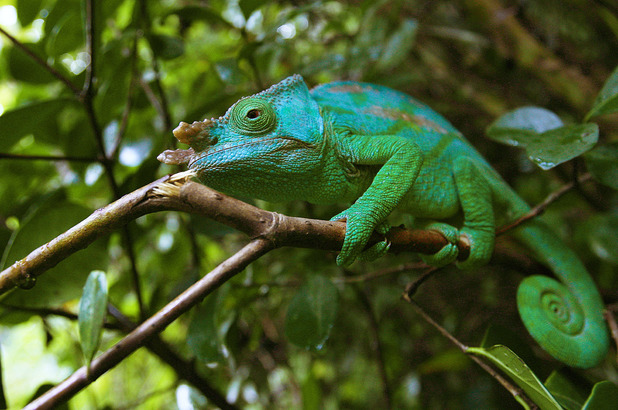 A chameleon sits on a branch of a tree in Madagascar's Mantadia National Park, Sunday June 18, 2006.