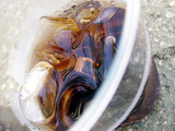 Fizzy drink