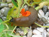 A slug
