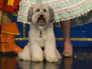 Ashleigh & Pudsey and Stephen Mulhern in 'Dick Whittington'.