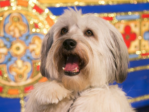 Pudsey in 'Dick Whittington'.