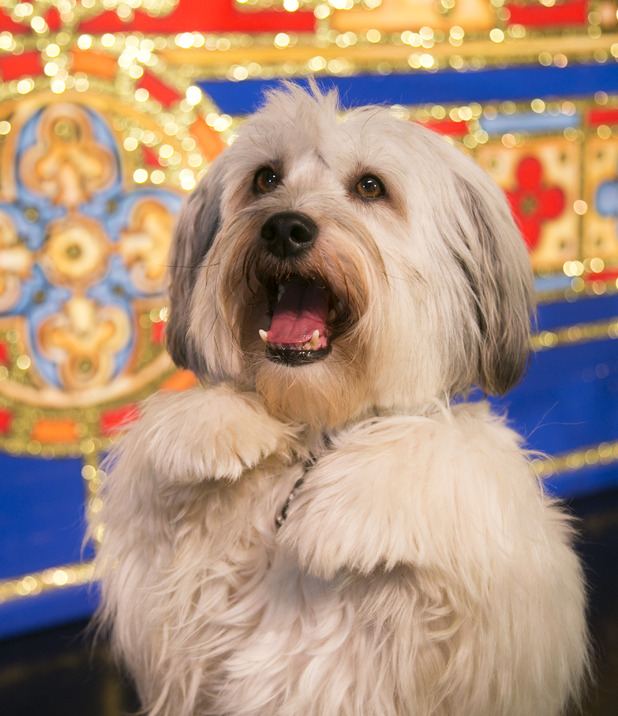 Pudsey in 'Dick Whittington'.