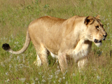 (Generic Image) A lioness walking through tall grass