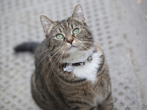George Osborne cat Freya (also potential stock image of tabby cat)