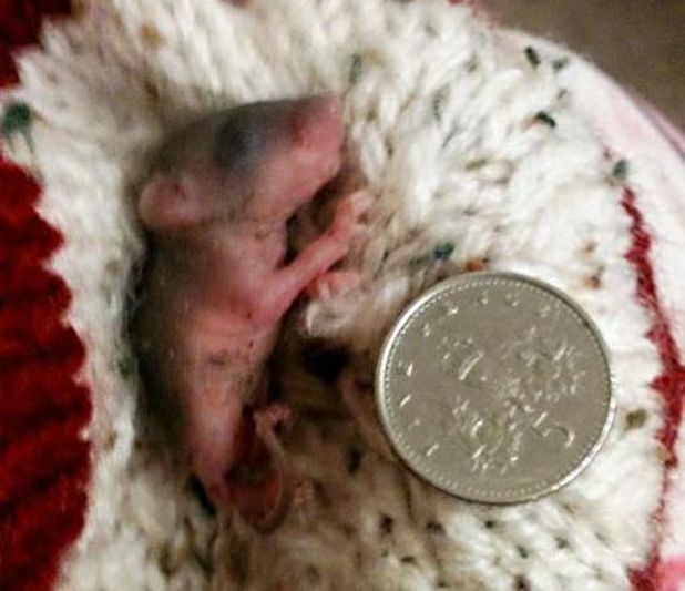 Douglas the Dormouse