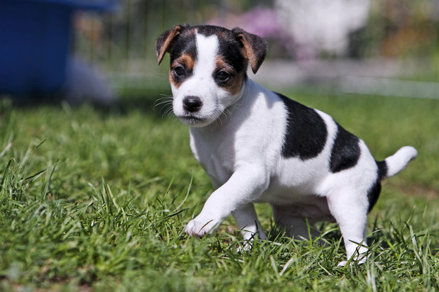 Jack Russell terrier dog
