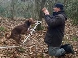 Balancing dog